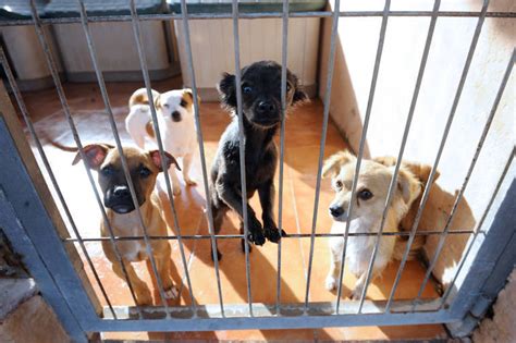 Refugio de animales cerca de mi - El refugio debería ser el último recurso para los residentes del Condado de Orange que buscan reubicar a su mascota. Servicios para Animales nunca puede garantizar que …